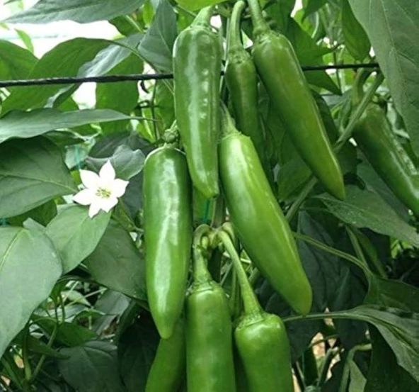 BİBER JALEPONE ( ÇOKLU TOHUM ) - 3 Gram - 2