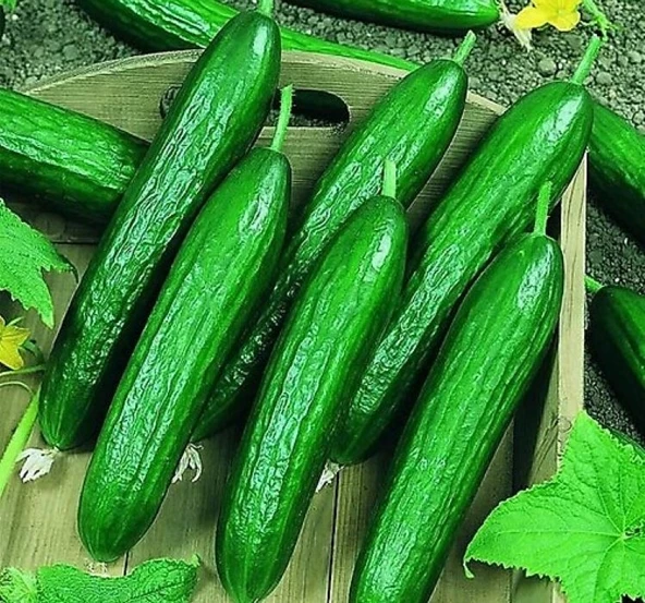 SALATALIK BEITH ALPHA İTHAL ( ÇOKLU TOHUM ) - 5 Gram - 2