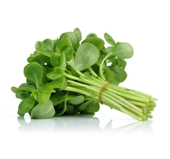 SEMİZOTU ( ÇOKLU TOHUM ) - 5 Gram