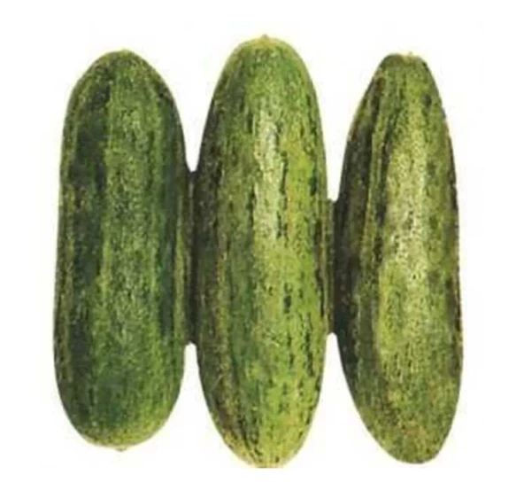 ACUR TÜYLÜ ( ÇOKLU TOHUM ) - 5 Gram