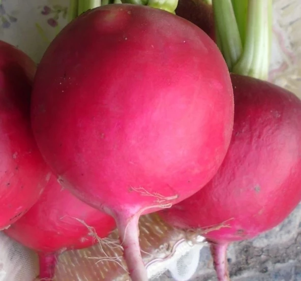 TURP İRİ KIRMIZI ( ÇOKLU TOHUM ) - 10 Gram - 2