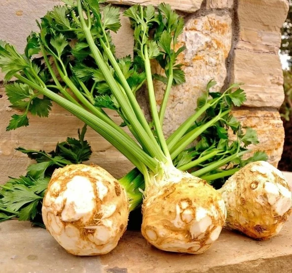 KEREVİZ ( ÇOKLU TOHUM ) - 3 Gram - 2