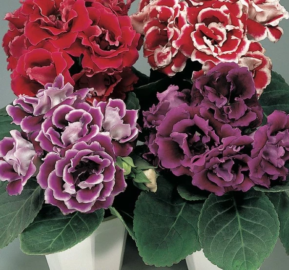 Bardak Menekşesi Tohumu ( Çoklu Tohum ) Karışık Renkli - 5 Tohum - 2