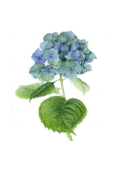 Hobby Güzel Ortanca 4 Sayılarla Boyama Seti  Rulo ürün görseli 1