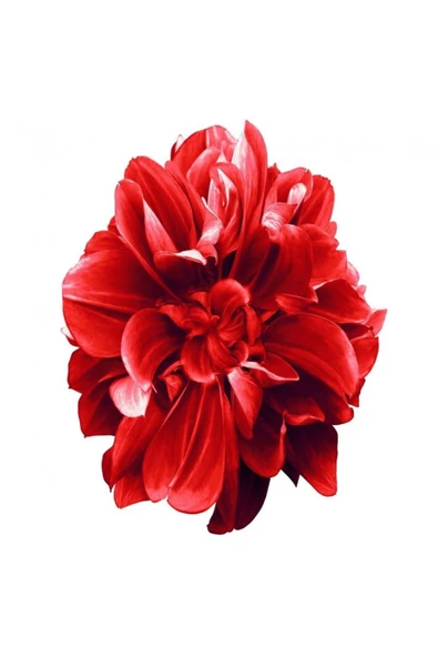 Canvas Sade Çiçekler 2 Sayılarla Boyama Seti  Kasnaklı 40 x 50 cm ürün görseli 1