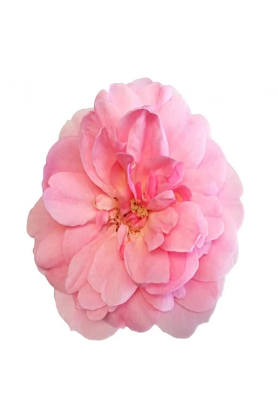 Canvas Sade Çiçekler 3 Sayılarla Boyama Seti  Kasnaklı 90 x 110 cm ürün görseli 1