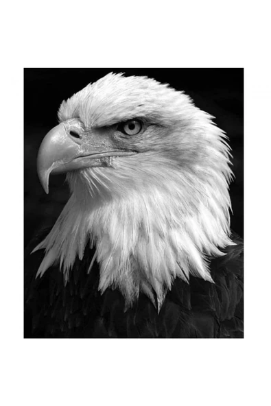 Canvas Kartal Sayılarla Boyama Seti  Kasnaklı 40 x 50 cm ürün görseli 1