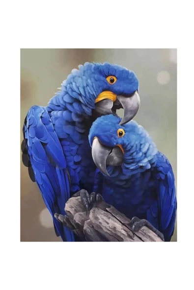 Canvas Papağan Sayılarla Boyama  Seti  Kasnaklı 70 x 90 cm ürün görseli 1