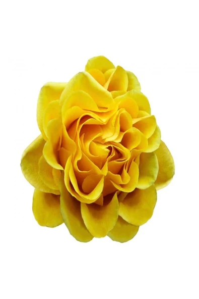 Canvas Sade Çiçekler 4 Sayılarla Boyama Seti Rulo ürün görseli 1