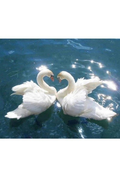 Canvas Kuğuların Aşkı Sayılarla Boyama Seti  Kasnaklı 60 x 75 cm ürün görseli