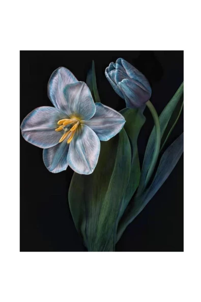 Canvas Yaşam Çiçeği 2 Sayılarla Boyama  Seti Rulo ürün görseli 1