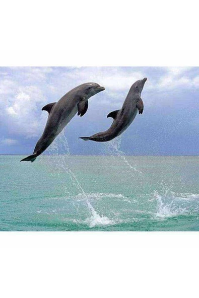 Canvas Yunusların Dansı Sayılarla Boyama Seti Kasnaklı 70 X 90 Cm ürün görseli 1