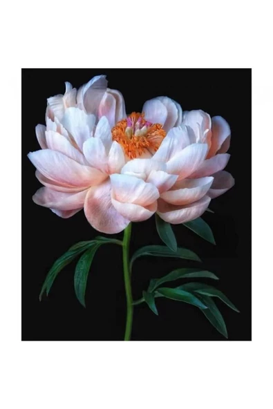 Canvas Şakayıkın Zarifliği Sayılarla Boyama Seti  Kasnaklı 100 x 140 cm ürün görseli 1