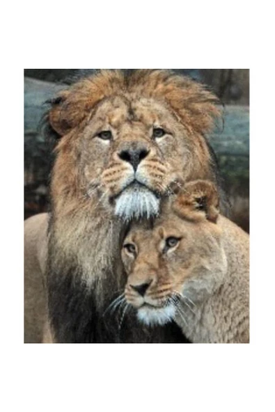 Canvas Aşık Aslanlar Sayılarla Boyama Seti Rulo ürün görseli 1