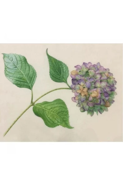 Canvas Güzel Ortanca 2 Sayılarla Boyama Seti  Kasnaklı 40 x 50 cm - 1