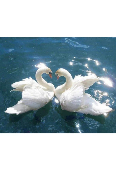 Canvas Kuğuların Askı Sayılarla Boyama Seti Kasnaklı 50x65 Cm ürün görseli 1