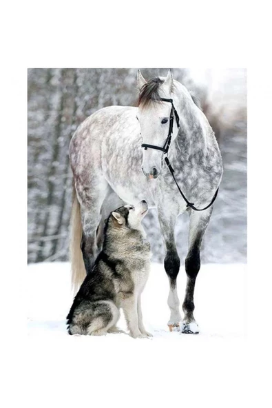 Canvas Kurt ve Atın Dostluğu Sayılarla Boyama Seti  Kasnaklı 90 x 110 cm ürün görseli