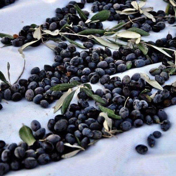 Tüplü Sınırlı Üretim Cezayir Menşei – Sigoise Zeytini Fidanı ürün görseli 1