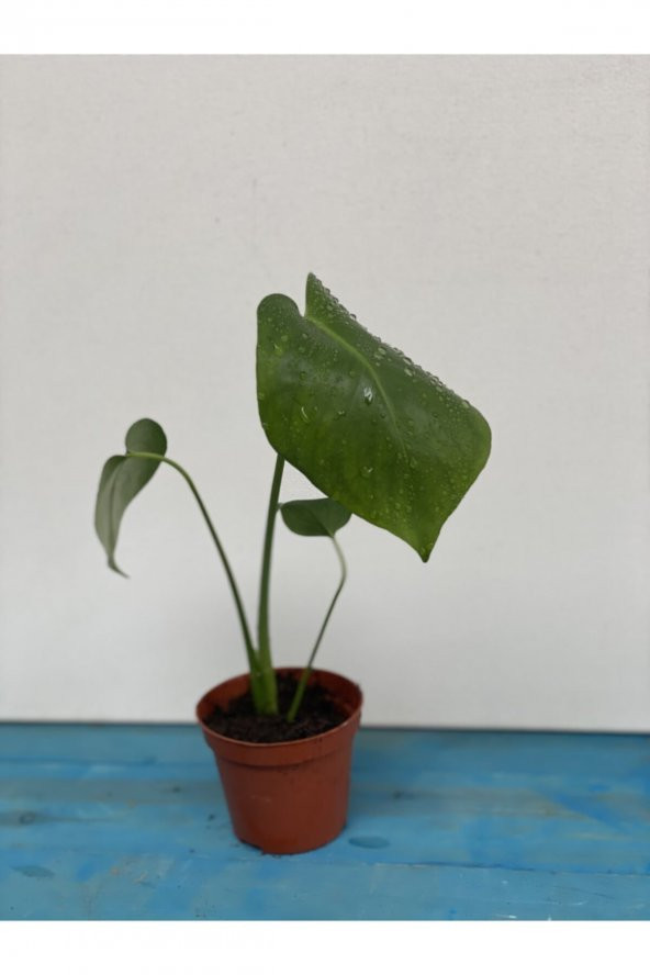 Mermaid Home Baby Monstera - Mini Deve Tabanı 15-25 cm
