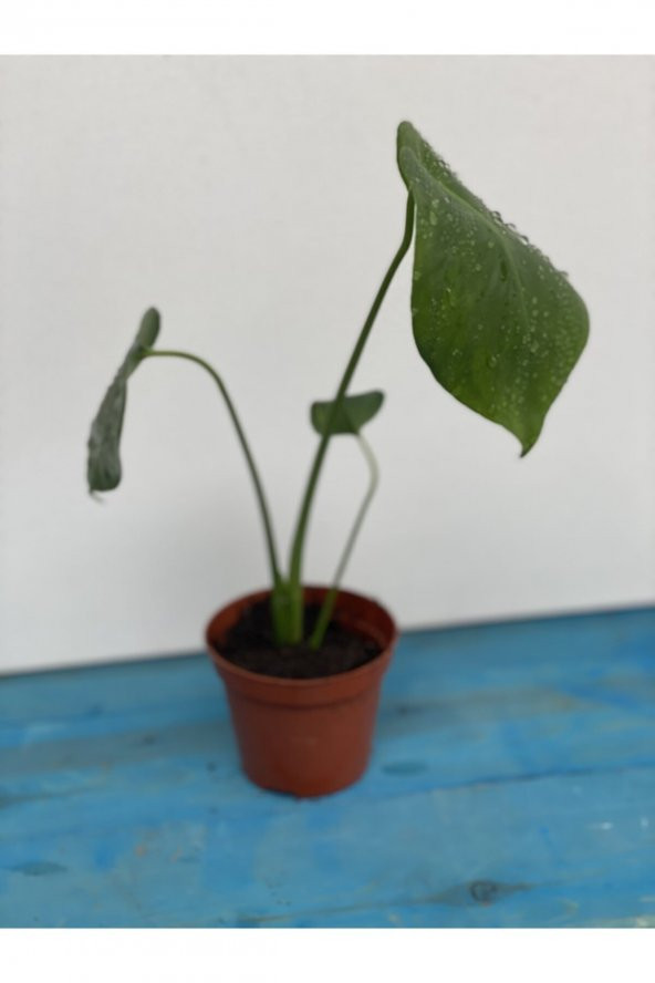Mermaid Home Baby Monstera - Mini Deve Tabanı 15-25 cm - 2