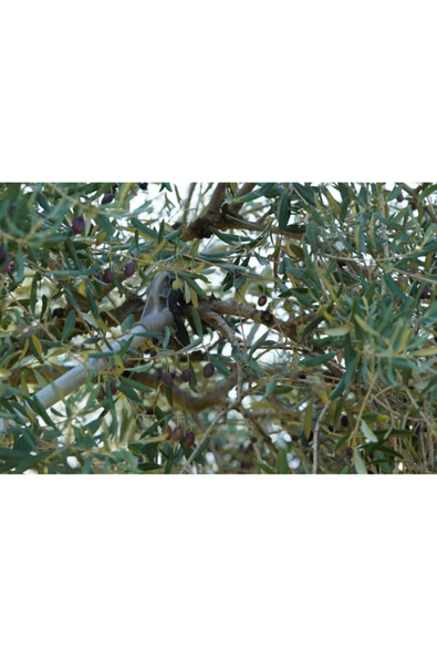 Stella Plus Sp-900 K Kawasaki Tj53e Motorlu Hasat Makinesi - 5