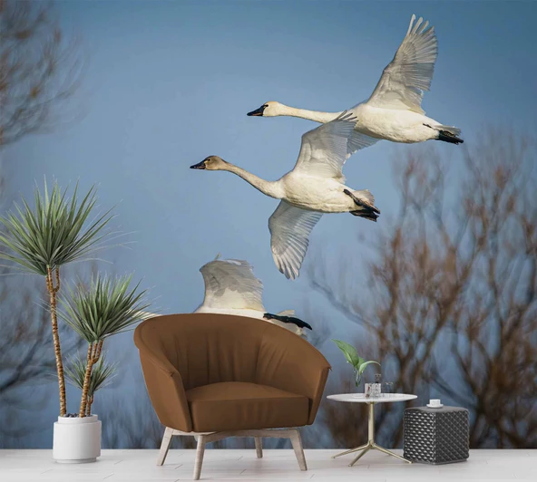 Leylek Göç Manzaralı Duvar Kağıdı - Resim 6