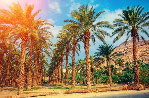 Hindistan Cevizi Ağaç Manzaralı Duvar Kağıdı - Resim 7