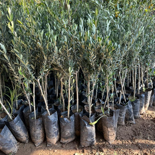 Tüplü California Manzanillo Zeytini (ABD Menşeli) Fidanı (Sofralık ve Yağlık) - 2