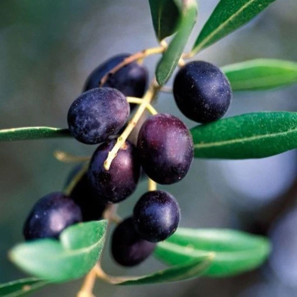 Sınırlı Stok Tüplü Arjantin Menşei- Arauco Zeytini Fidanı ürün görseli