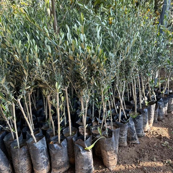 Tüplü Yabancı Menşei Fas - Picholine Marocaine Zeytini Fidanı - 3
