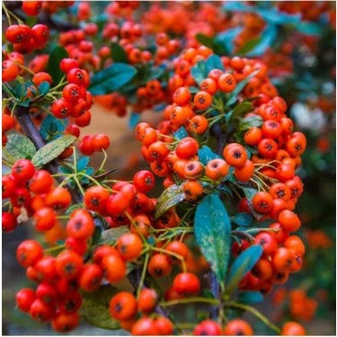 Ateş Dikeni Ağacı Fidan (yüksek Kalite) ürün görseli