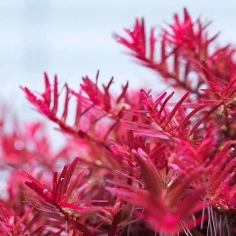 Rotala Vietnam H'Ra Vitro Canlı Bitki