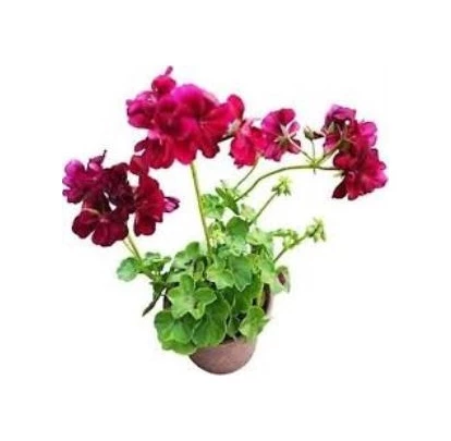 Sakız Sardunya Fidanı Bordo 10-20 Cm ürün görseli 1