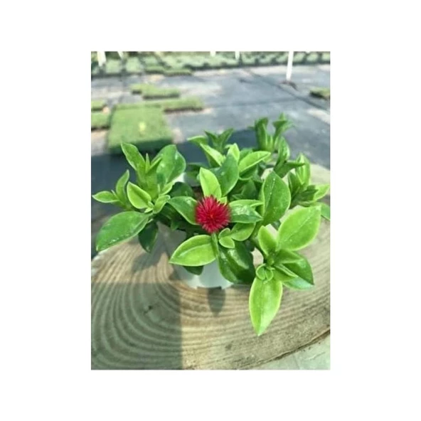 Buz Çiçeği Fidesi Yaz Kis Acabilen Çicek 10-20 cm - Resim 2