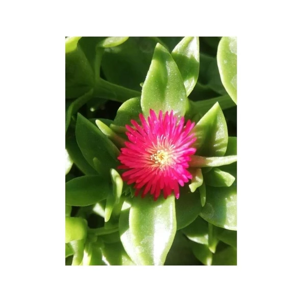 Buz Çiçeği Fidesi Yaz Kis Acabilen Çicek 10-20 cm ürün görseli