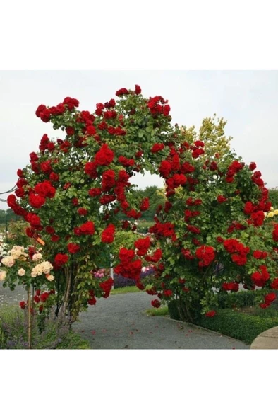 Kokulu Yediveren Kırmızı Afife Sarmaşık Gül Fidanı 10-20 cm - Resim 2