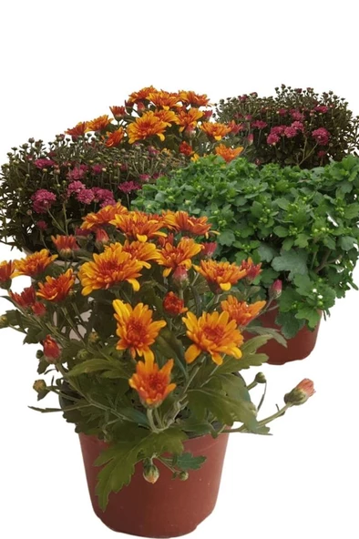 Kasımpatı Krizantem Chrysanthemum Seti 5li