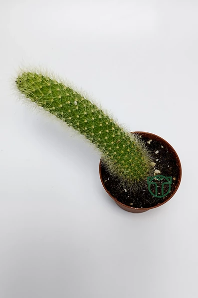 Maymun kuyruğu kaktüs tüylü Cleistocactus Colademononis - 5