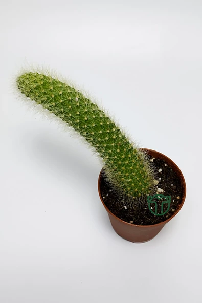 Maymun kuyruğu kaktüs tüylü Cleistocactus Colademononis - 4