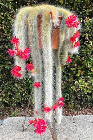 Maymun kuyruğu kaktüs tüylü Cleistocactus Colademononis - 3