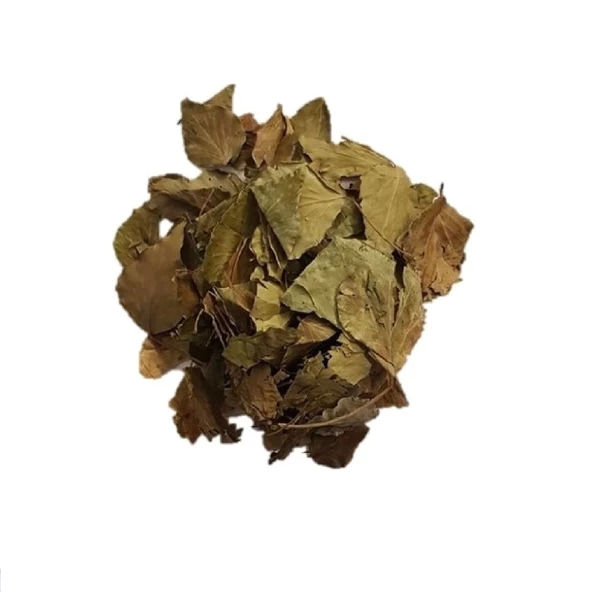 Sarmaşık Yaprağı Hedera Semen 50 gr, Derya Eren - 3