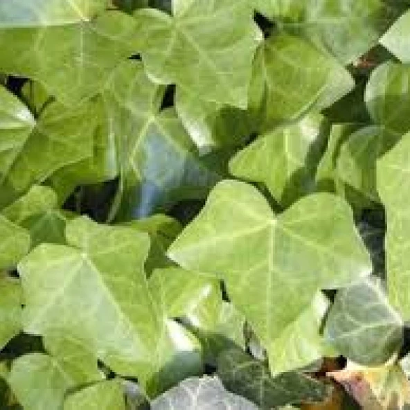 Sarmaşık Yaprağı Hedera Semen 50 gr, Derya Eren - 5