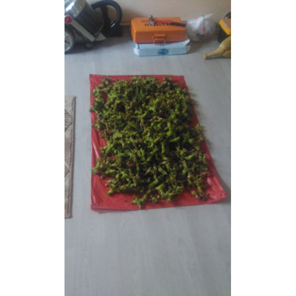 Taze (Yaş)FIndık