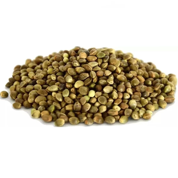 Çedene Tohumu 1 kg, Derya Eren - Resim 3