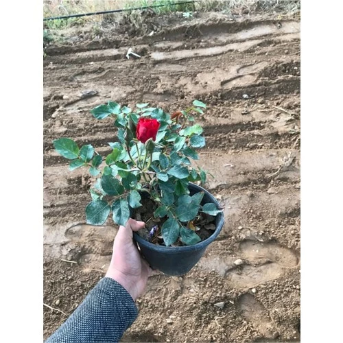 Ateş Kırmızı Gül Fidanı 15-25 cm