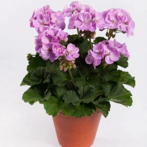 Potted Lilac Geranium Flower Lila Sardunya Çiçeği 10-20 Cm - 2