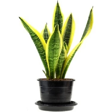 Sarı Çizgili Kılıç Çiçeği Peygamber Kılıcı Paşa Kılıcı 20-30 cm ürün görseli