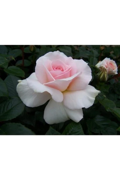 Saksılı Yediveren Pembe Beyaz Sarmaşık Ponpon Gül Fidanı 5 Adet 15-25 Cm - 2