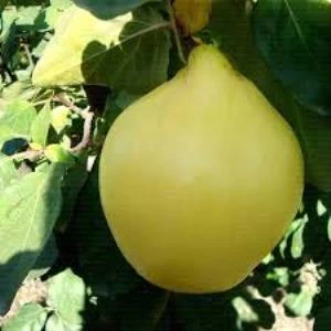 Açık Kök Eşme Ayva Fidanı 40-80 cm