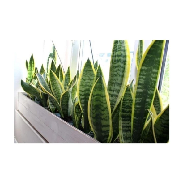 Sarı Çizgili Kılıç Çiçeği Peygamber Kılıcı Paşa Kılıcı 20-30 cm - Resim 3